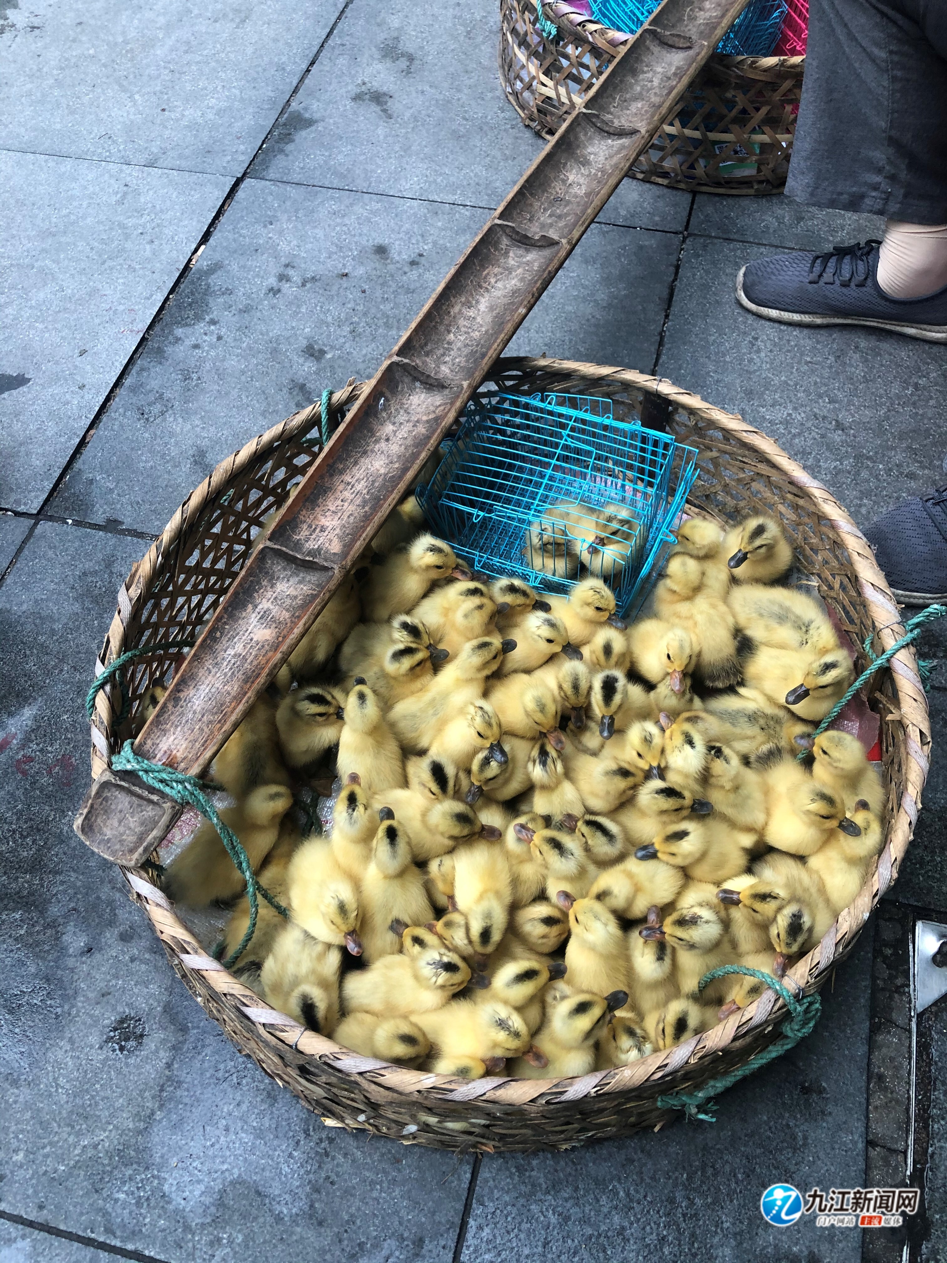 九江街头小鸡小鸭市民要慎买 存在卫生安全隐患__凤凰网