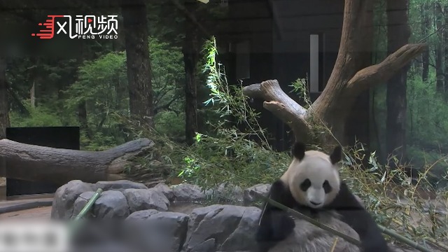 日本上野动物园大熊猫真真出现怀孕征兆