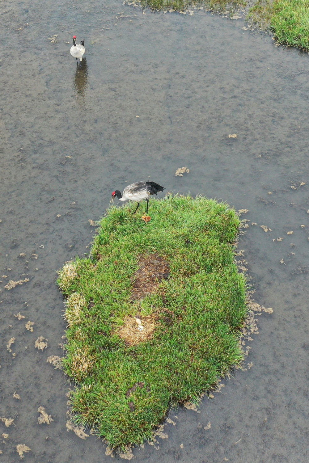 州碌曲县尕海湖拍摄的国家一级保护动物黑颈鹤及其幼鸟(无人机照片)