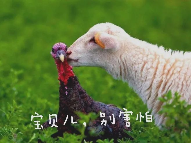奇葩商标大战：“躺平”已三年，鸿蒙刚易手，有商标估值118亿美元