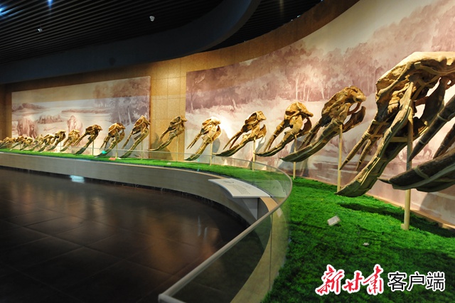全世界范围仅存的系列铲齿象头骨化石