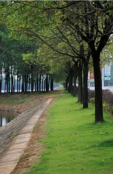 江西晨鸣:绿色造纸 扛起造纸企业的环保担当与作为