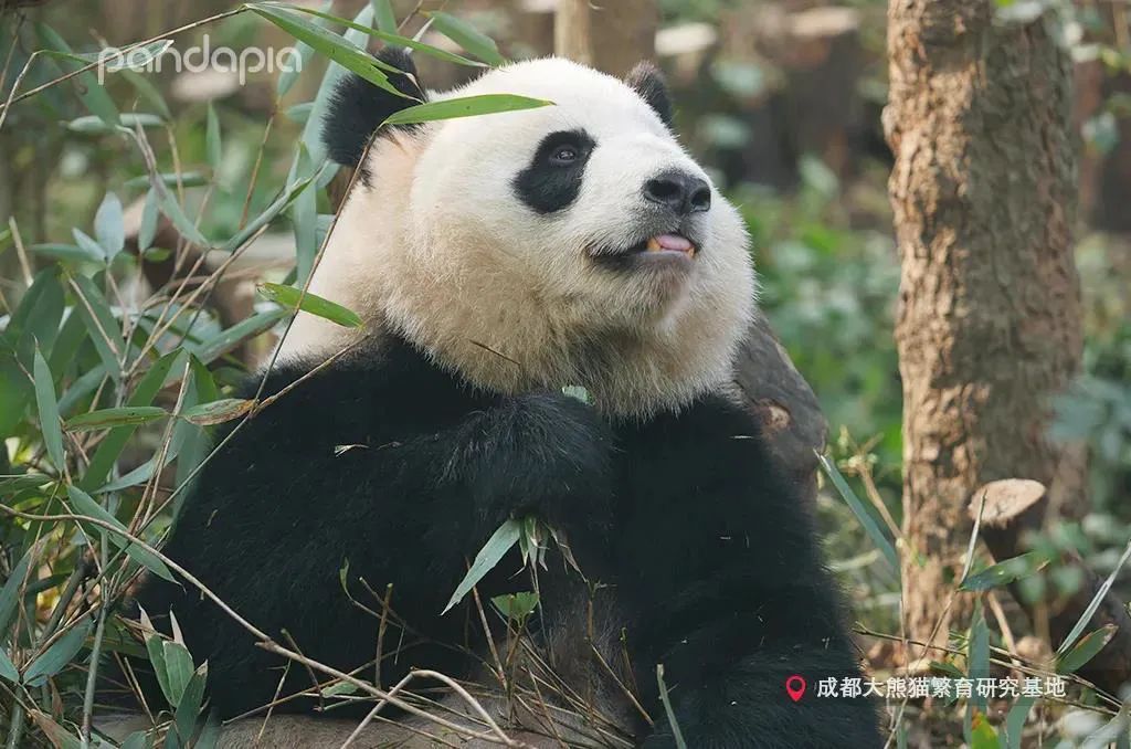 来自成都大熊猫繁育研究基地