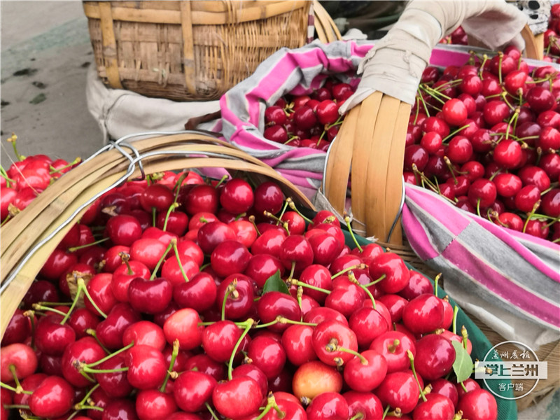 “脚”不沾地 天水大樱桃乘高铁坐飞机“俏”走四方