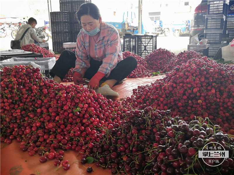大樱桃市场红彤彤一片