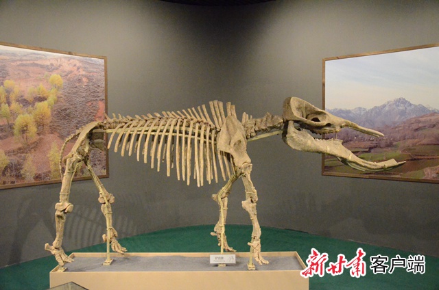 铲齿象化石标本