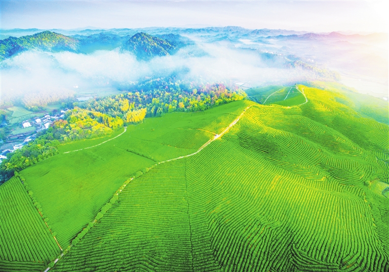 婺源县满山翠绿的茶园