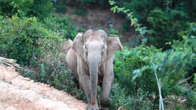 专家解读云南象群“进村”与人互动：想跟人玩，但人玩不起