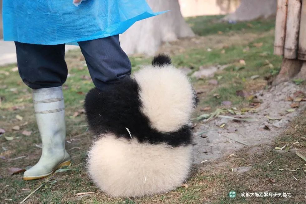 来自成都大熊猫繁育研究基地