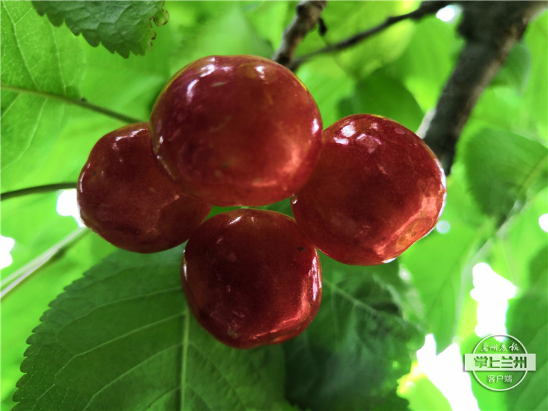 “脚”不沾地 天水大樱桃乘高铁坐飞机“俏”走四方