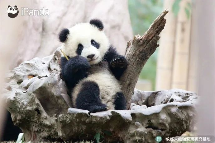 来自成都大熊猫繁育研究基地