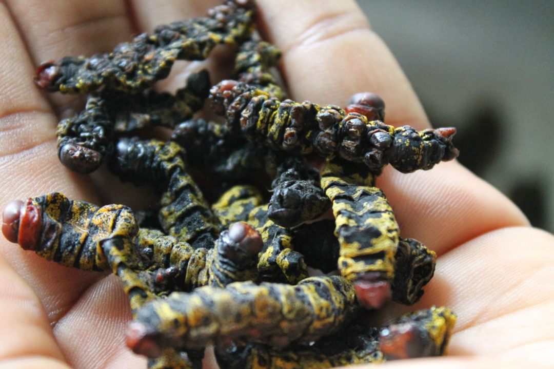 我去了趟非洲菜市场发现除了人肉啥都卖