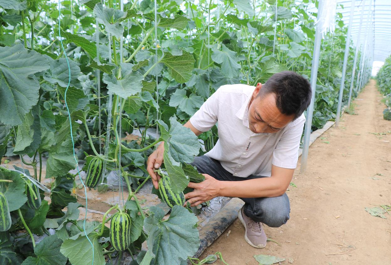鲁山县湾张村:种出"甜蜜"苦瓜