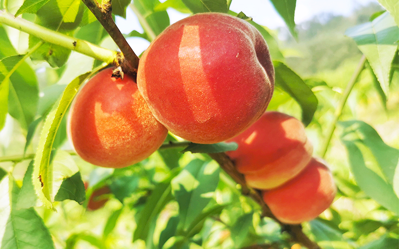 巴南东温泉镇"十里花果长廊"5日开园:20万斤鲜果待采摘凤凰网川渝_凤