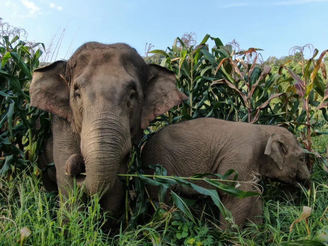 大象在村民的田地里觅食（图/勐海县亚洲象监测预警中心）