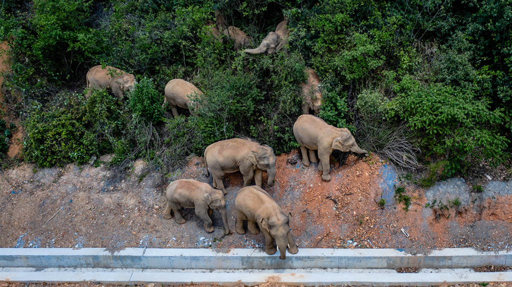 5月28日在云南省玉溪市峨山县境内拍摄的象群（无人机照片）。新华社记者 胡超 摄