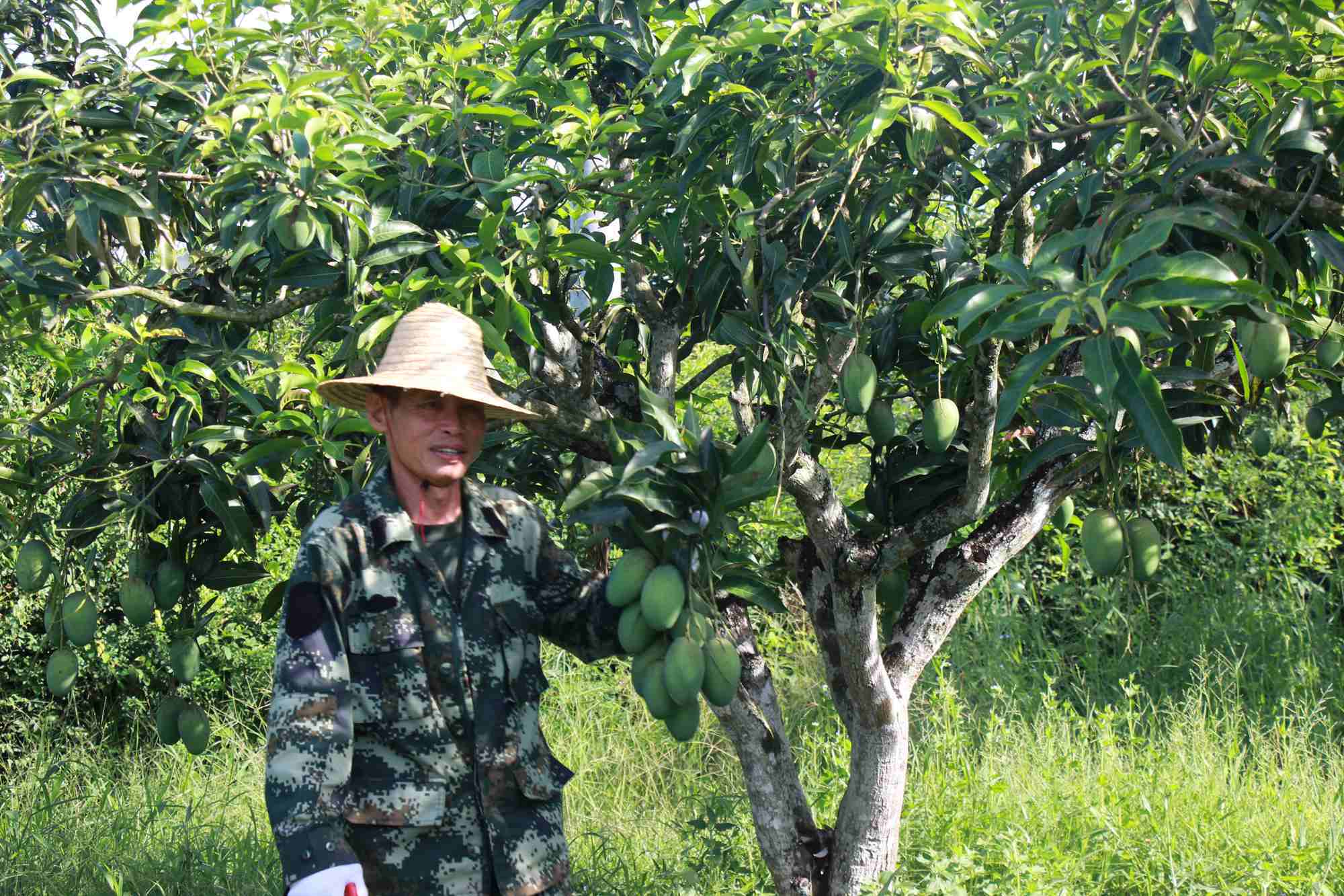 七叉镇乙洞村果农在采摘芒果.陈晨 摄