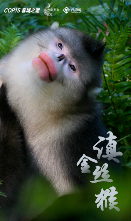 宝贝们，云南“萌宠”的祝福，请查收