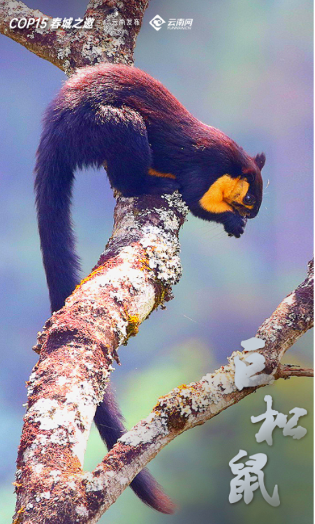 宝贝们，云南“萌宠”的祝福，请查收