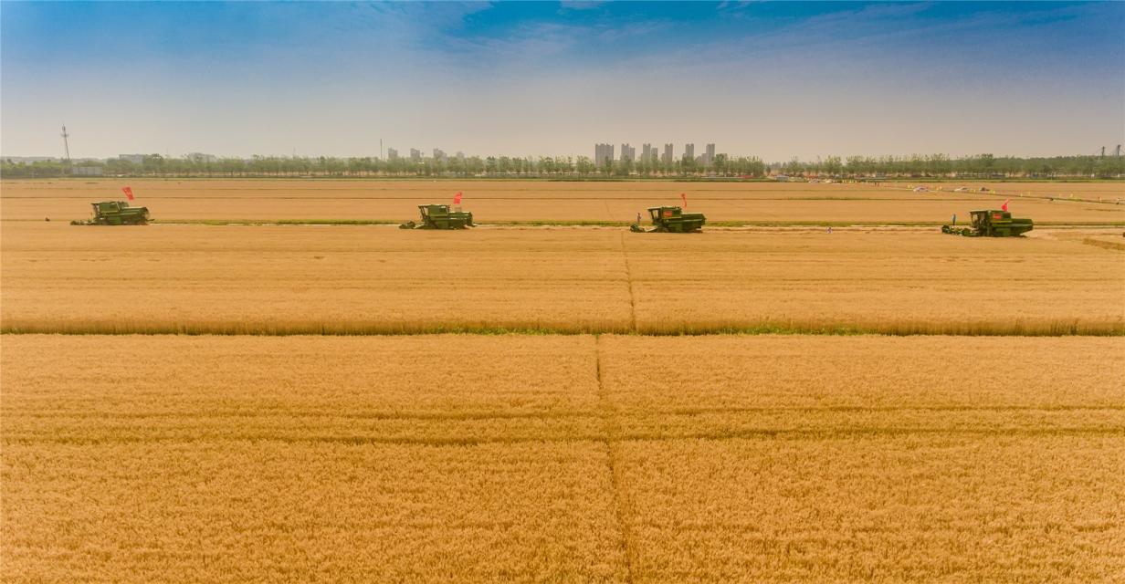 大丰收古井贡酒年份原浆龙亢农场5万亩专用小麦开始收割