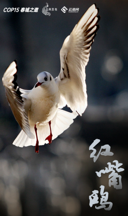 宝贝们，云南“萌宠”的祝福，请查收