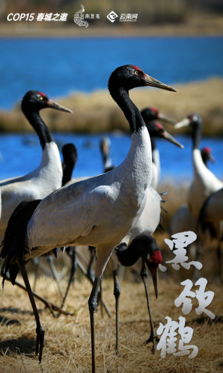 宝贝们，云南“萌宠”的祝福，请查收