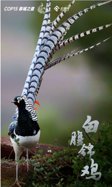 宝贝们，云南“萌宠”的祝福，请查收