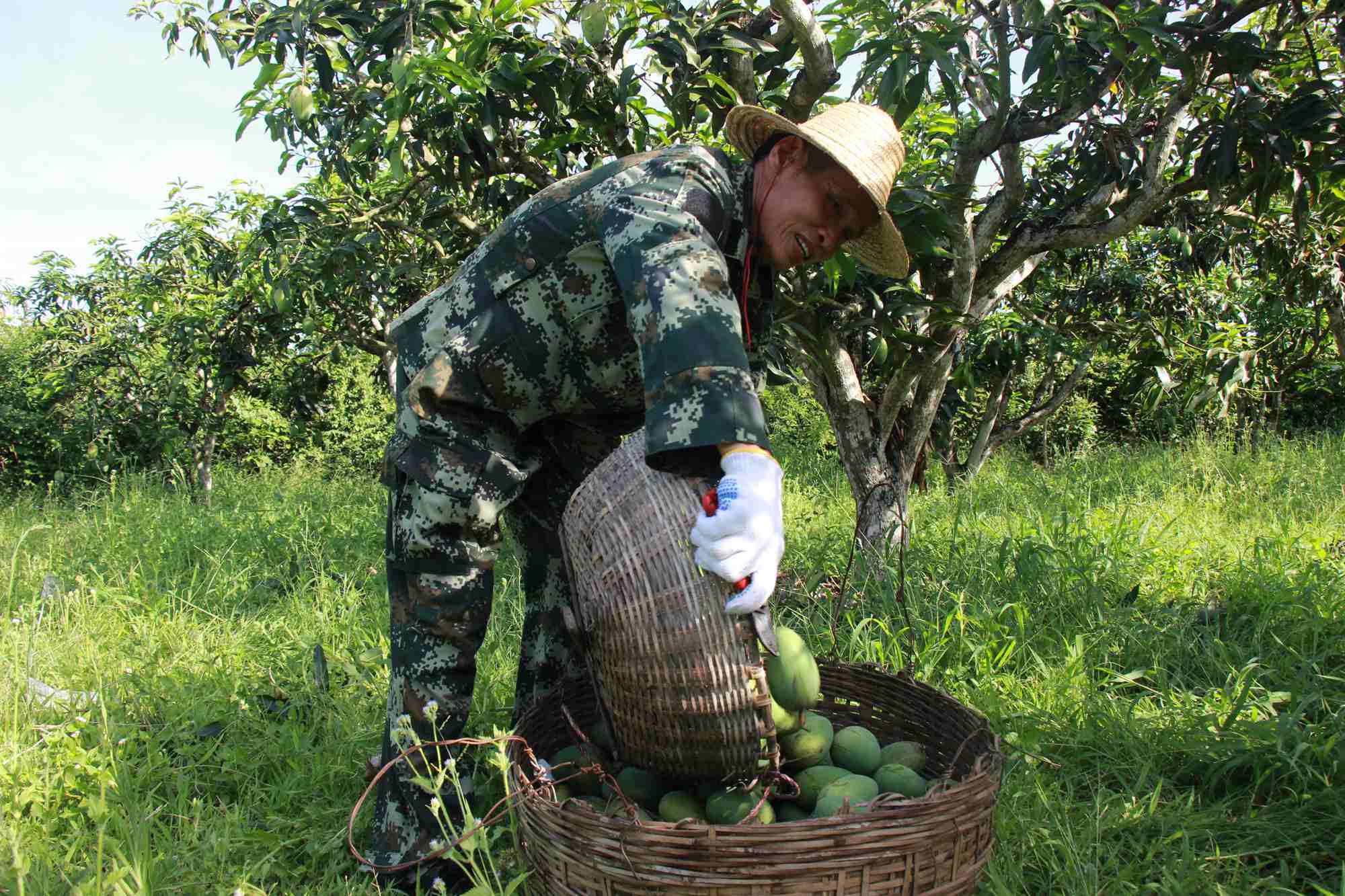 七叉镇乙洞村果农将采摘的芒果装框.陈晨 摄