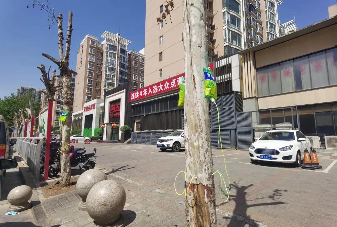 郑州通报行道树损坏事件 刑拘涉事企业总经理等6人