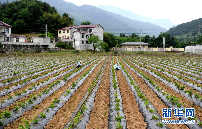 村民在湖北省襄阳市保康县过渡湾镇二堂村葛根基地里忙碌.