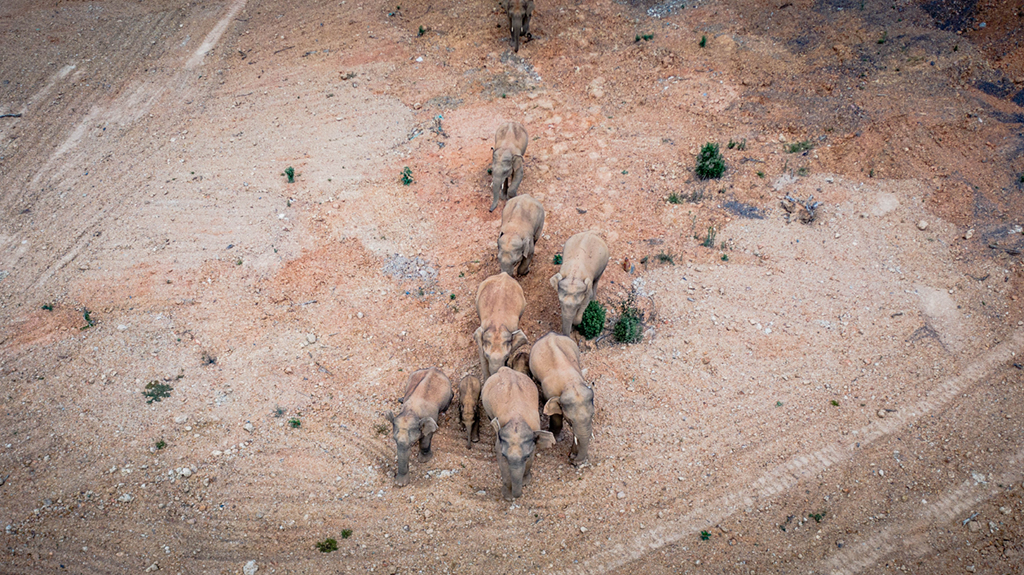 5月28日在云南省玉溪市峨山县境内拍摄的象群（无人机照片）。新华社记者 胡超 摄