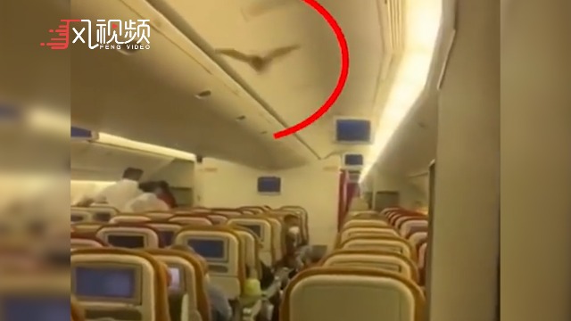 印度航空一赴美航班惊现活蝙蝠，被迫返航新德里