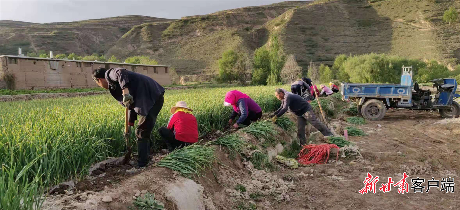 临洮县辛店镇泉湾村村民在收获成熟的蒜苗