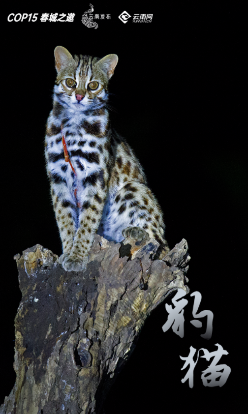 宝贝们，云南“萌宠”的祝福，请查收