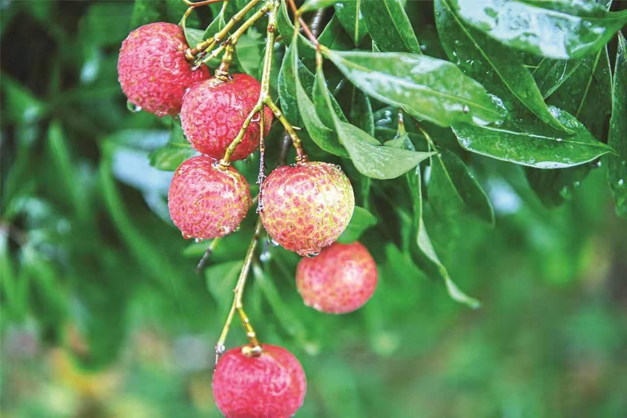 荔枝飘香的增城有哪些楼盘值得入手