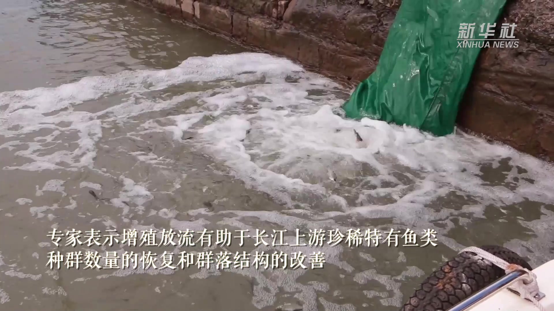 重庆在长江增殖放流120万余尾珍稀鱼
