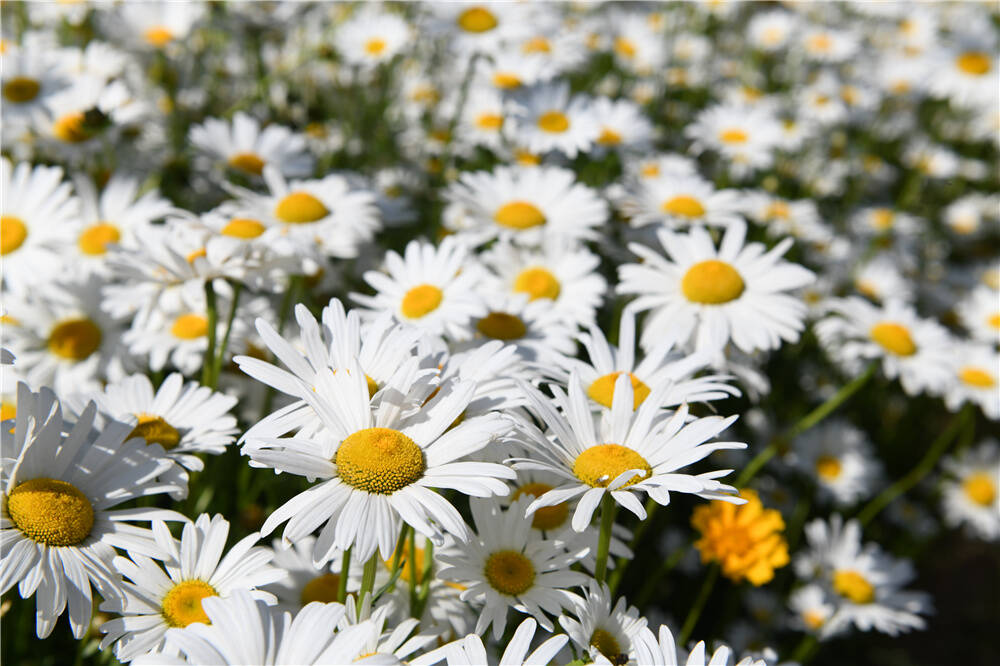 初夏的南海新区花开成海 凤凰网