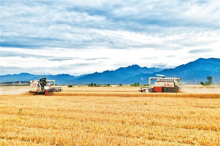 西安夏粮收获过半