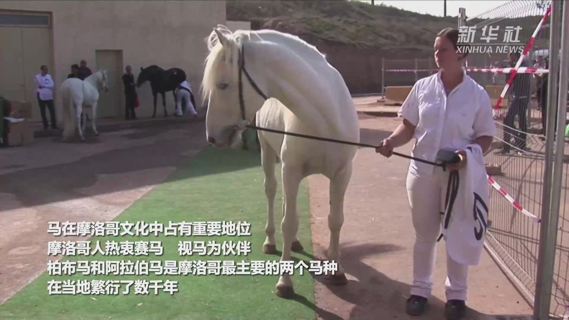 <em>摩洛哥</em>人与赛马
