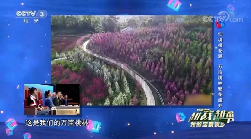 (桃花源万亩桃林美景)