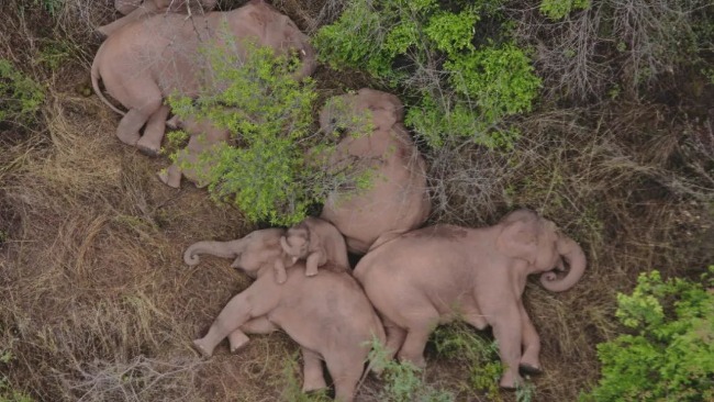 凤凰评论员郑浩：“人象冲突”如何提升至“人象和谐共生”？