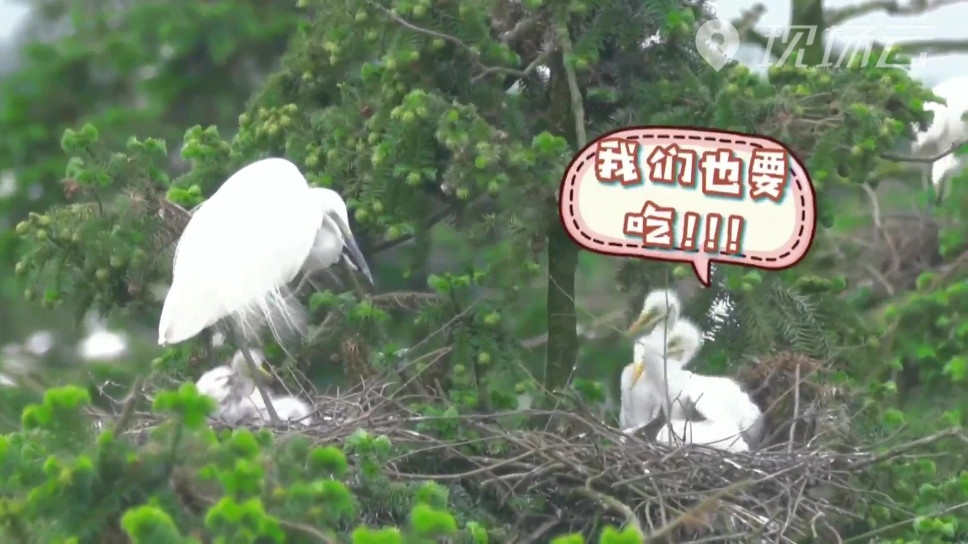 有意思！这样的旱鸭子你见过吗？