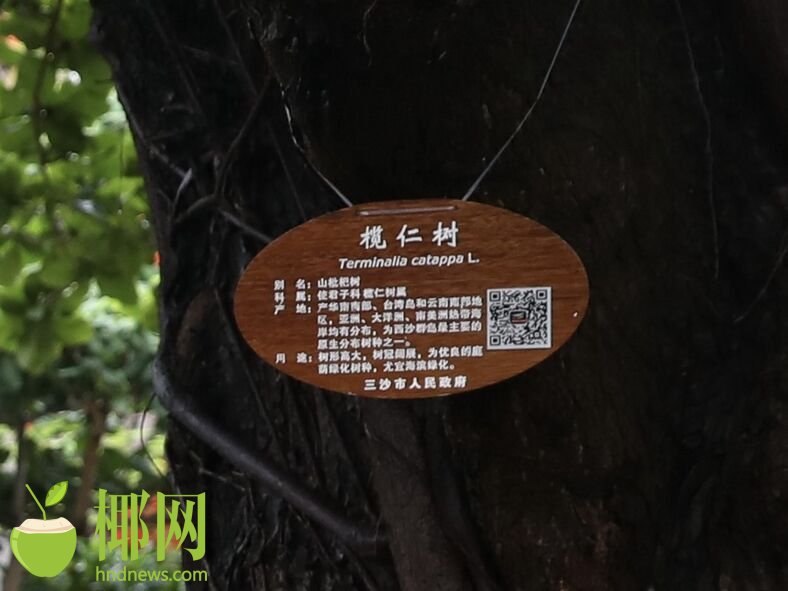 西沙群岛植物有身份证了现有记录种类达500余种
