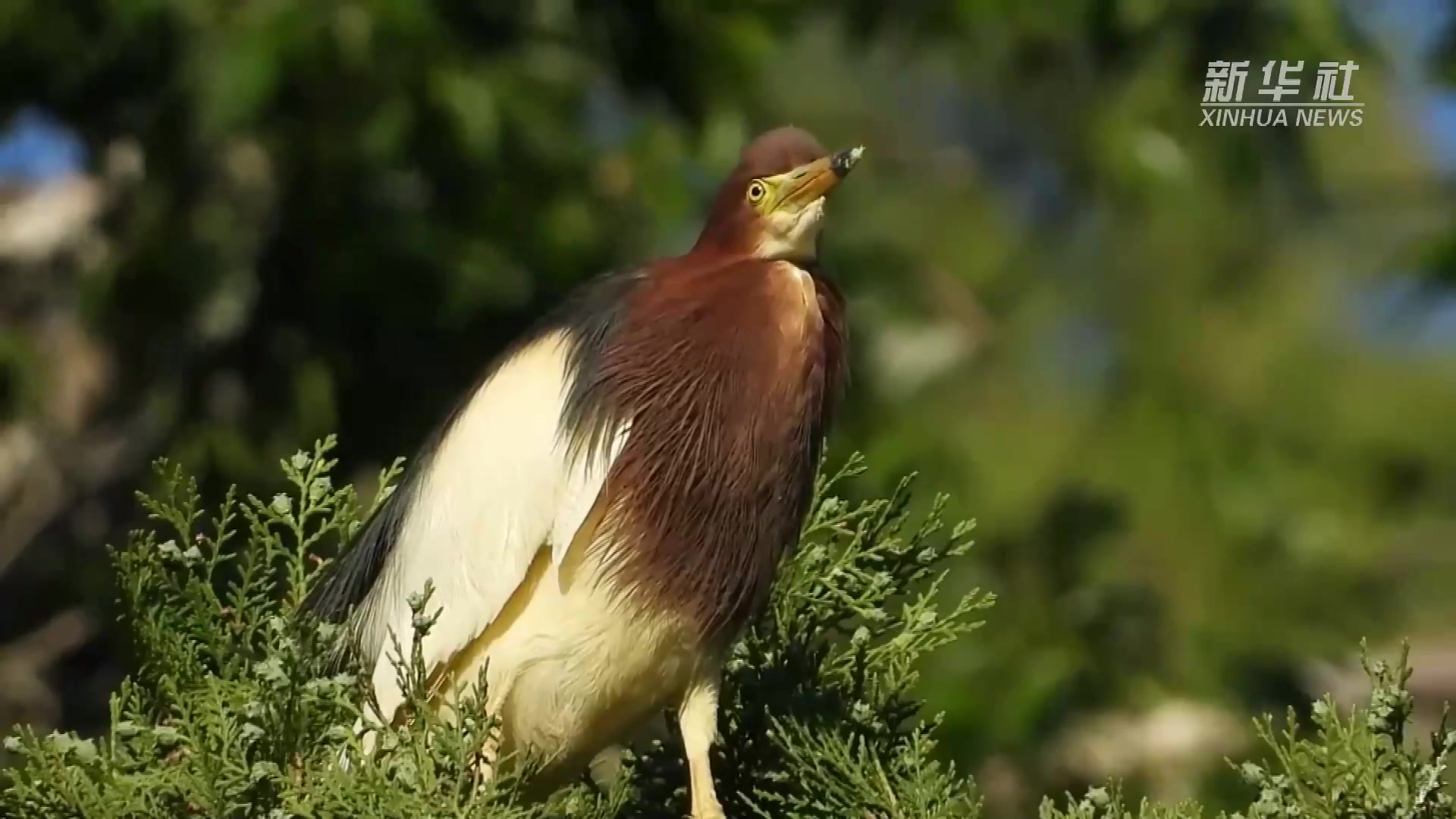 河北迁西：鹭鸟栖山林 和谐生态美