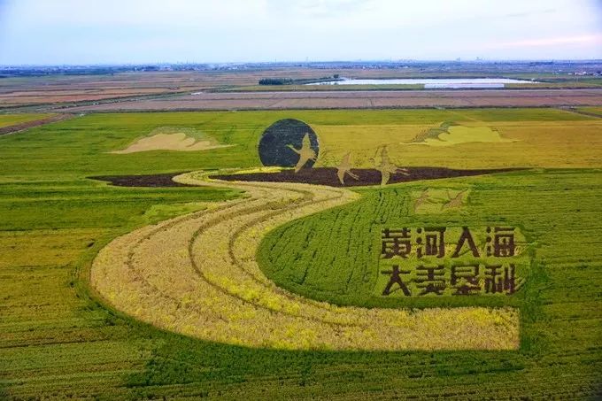 图/黄河三角洲湿地