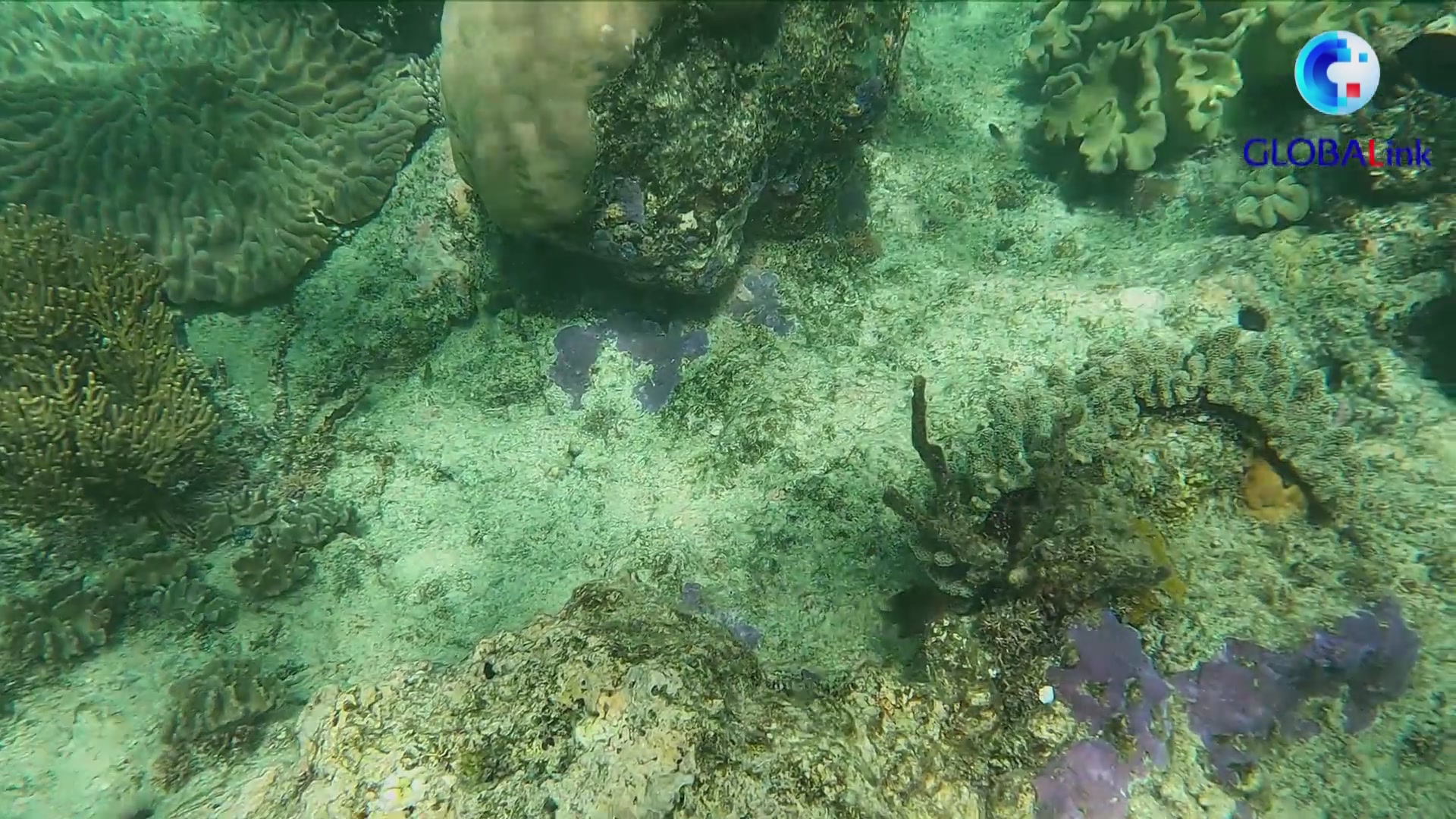 世界海洋日|为了共同的海洋——走近澳大利亚大堡礁护礁员