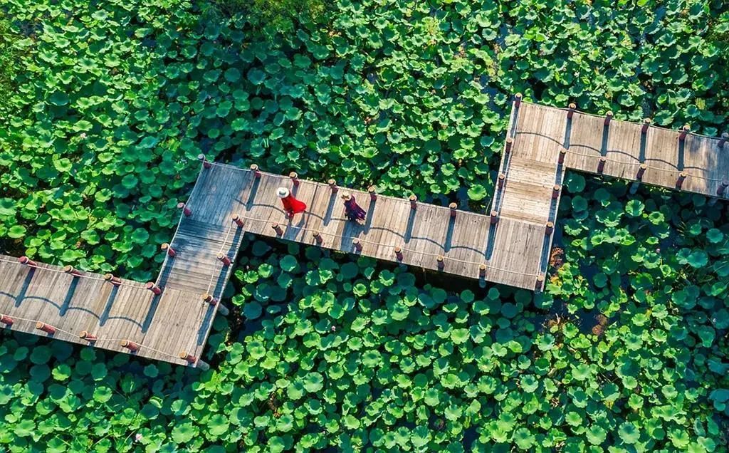 图/ 台儿庄运河湿地