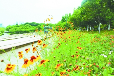 1200盆野花竞相绽放。