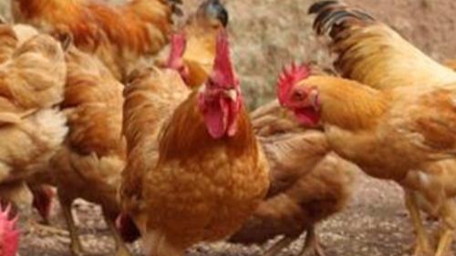 传染病专家：对付传染病，消毒隔离是最好的方法