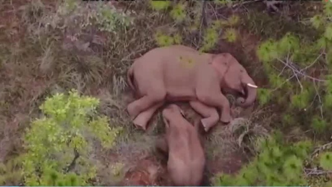 小象花式撒娇叫大象起床，5分钟后大象起身带其玩耍